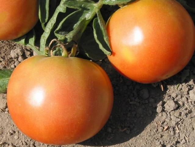 The best medium-sized varieties of tomatoes