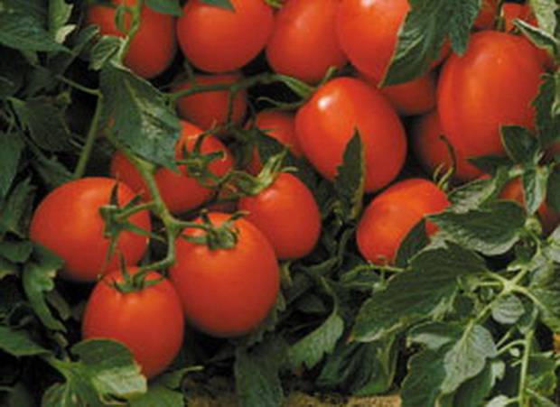 The best medium-sized varieties of tomatoes