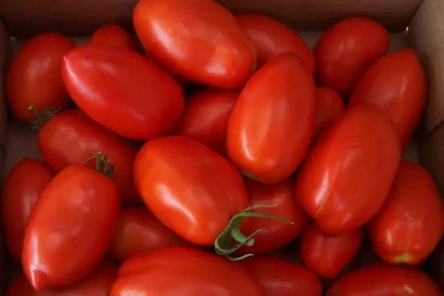 The best medium-sized varieties of tomatoes