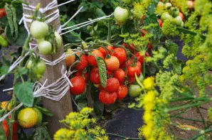 The best medium-sized varieties of tomatoes