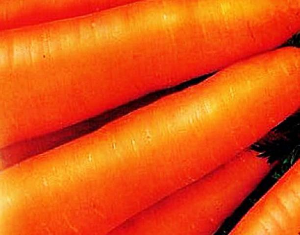 The best mid-season varieties of carrots