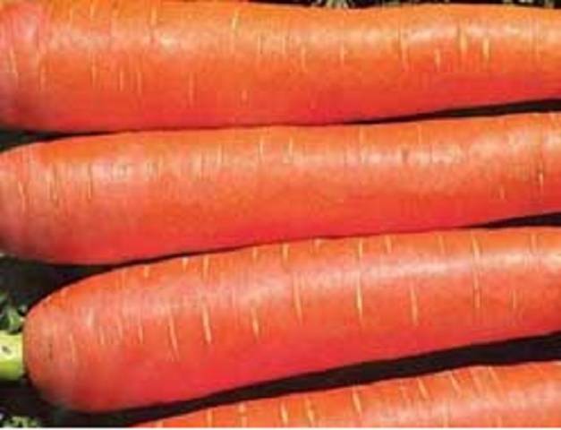 The best mid-season varieties of carrots