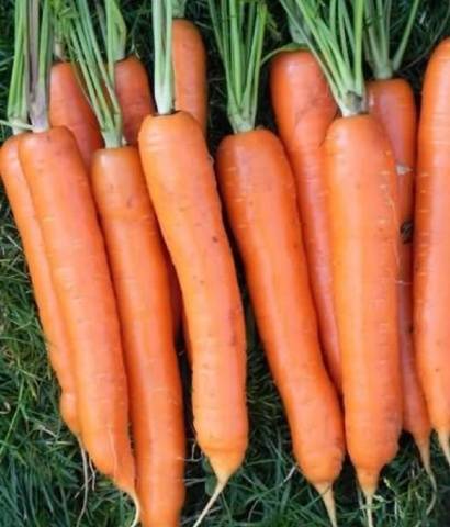 The best mid-season varieties of carrots