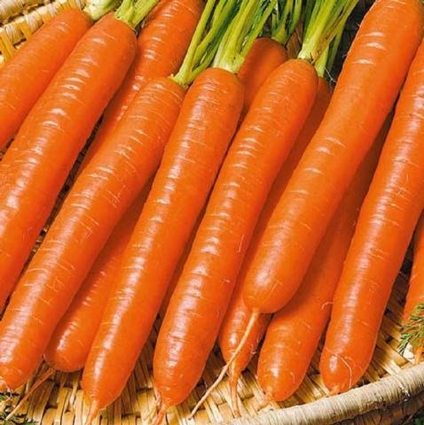 The best mid-season varieties of carrots