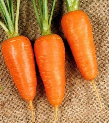 The best mid-season varieties of carrots