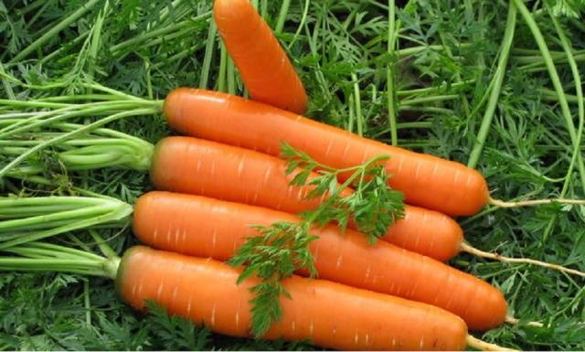 The best mid-season varieties of carrots