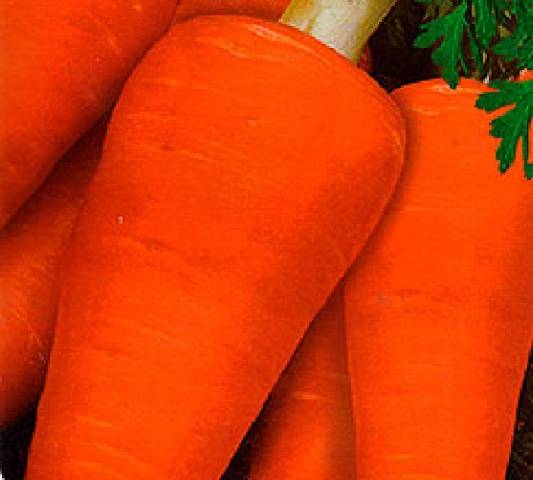 The best mid-season varieties of carrots