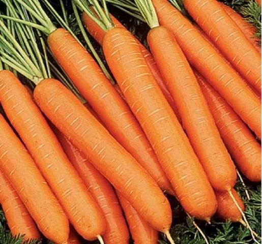 The best mid-season varieties of carrots