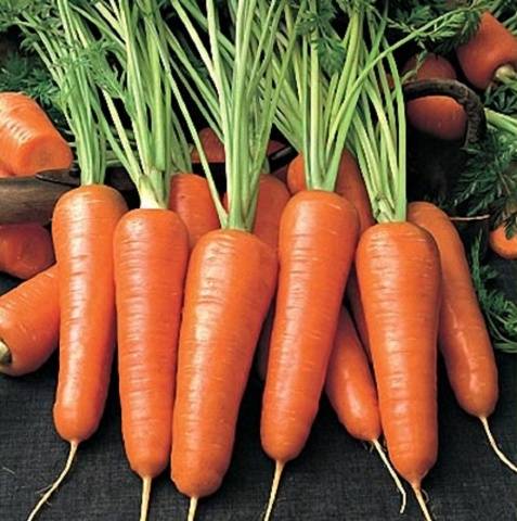 The best mid-season varieties of carrots