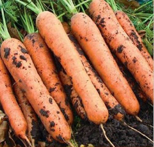 The best mid-season varieties of carrots