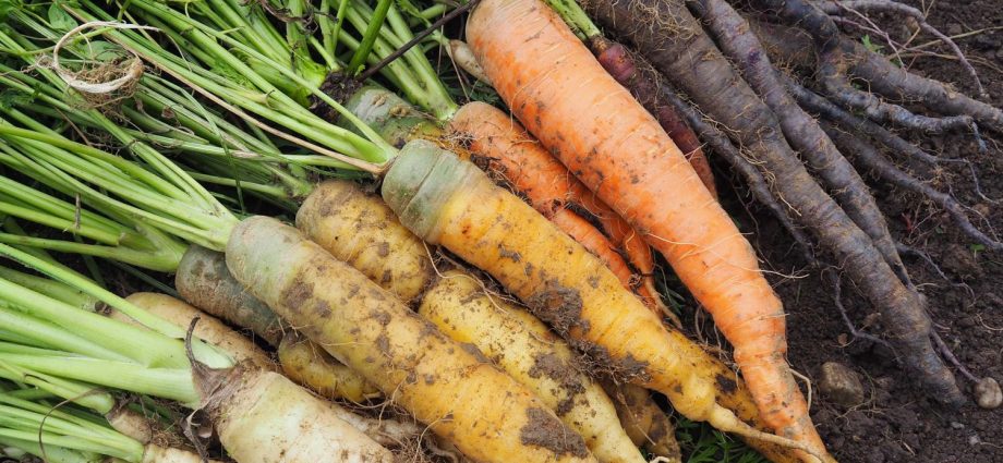 The best mid-season varieties of carrots