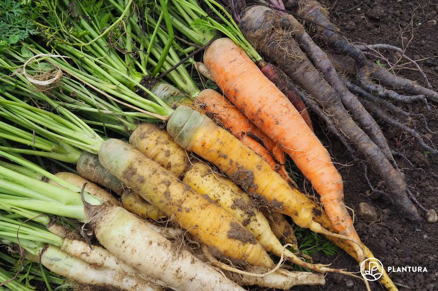 The best mid-season varieties of carrots