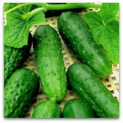 The best mid-season varieties of cucumbers