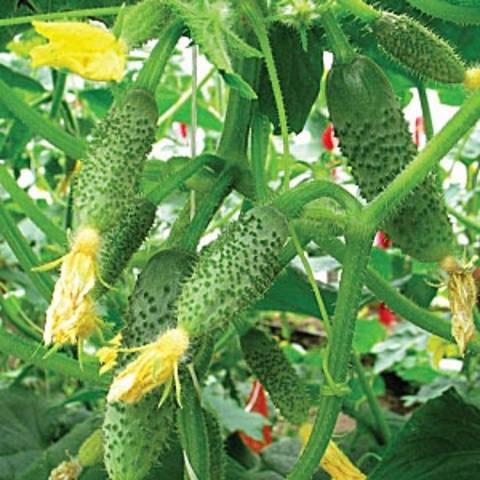 The best mid-season varieties of cucumbers