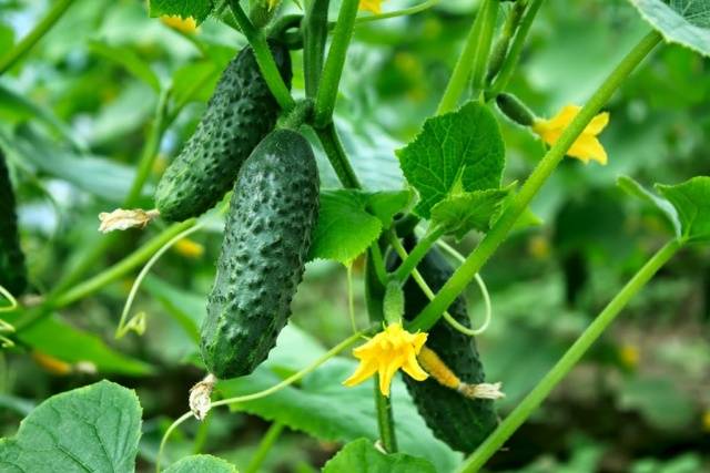 The best mid-season varieties of cucumbers