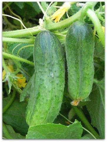 The best mid-season varieties of cucumbers