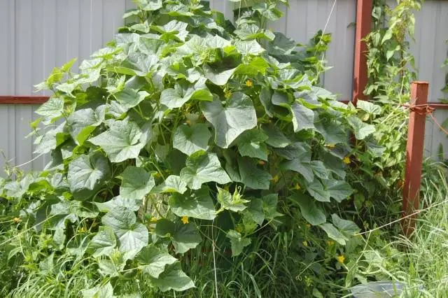 The best mid-season varieties of cucumbers