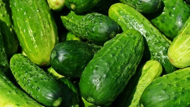 The best mid-season varieties of cucumbers