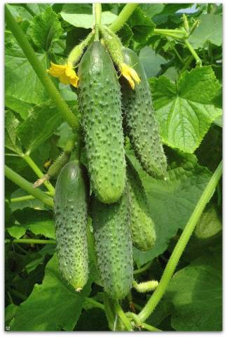 The best mid-season varieties of cucumbers