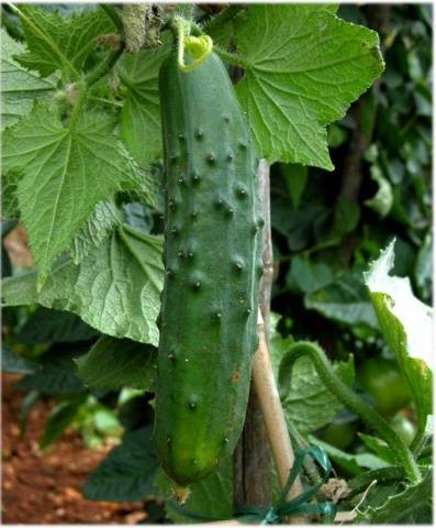 The best mid-season varieties of cucumbers