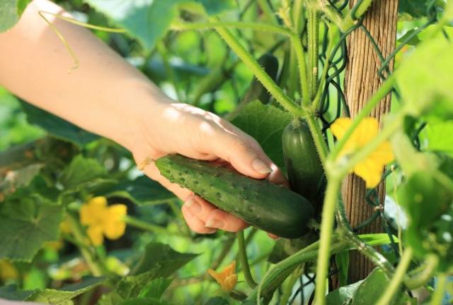 The best mid-season varieties of cucumbers