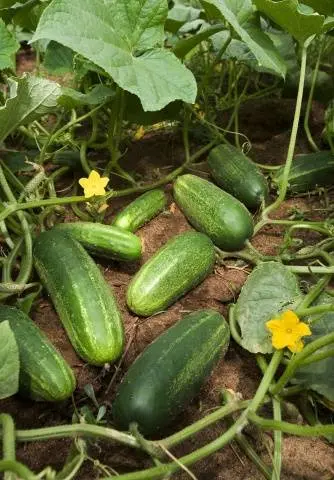 The best mid-season varieties of cucumbers