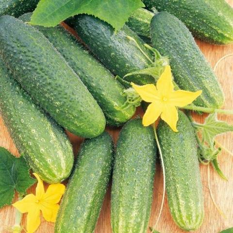 The best mid-season varieties of cucumbers