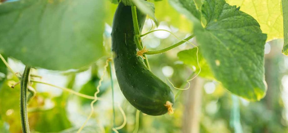 The best mid-season varieties of cucumbers