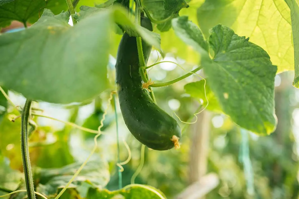 The best mid-season varieties of cucumbers