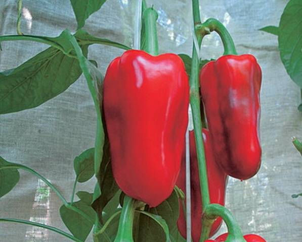 The best pepper seeds for central Our Country