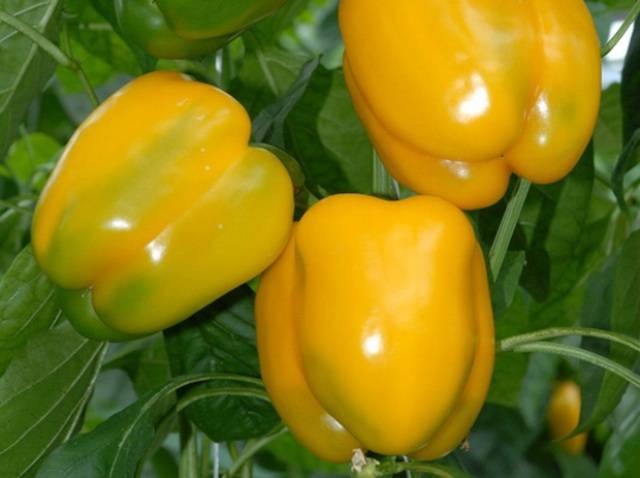 The best pepper seeds for central Our Country