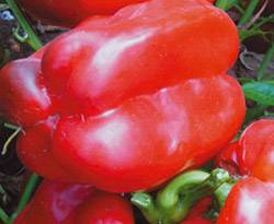 The Best Pepper Varieties for the Northwest