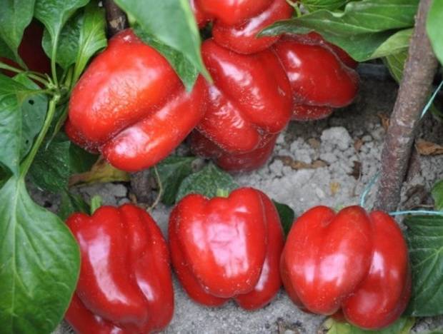 The Best Pepper Varieties for the Northwest