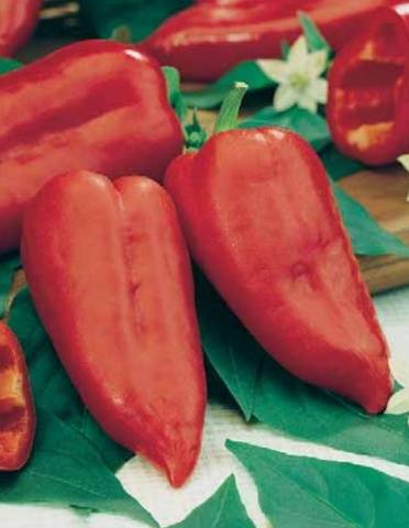 The Best Pepper Varieties for the Northwest