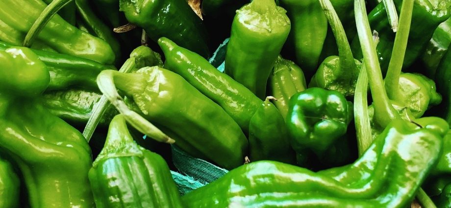 The Best Pepper Varieties for the Northwest