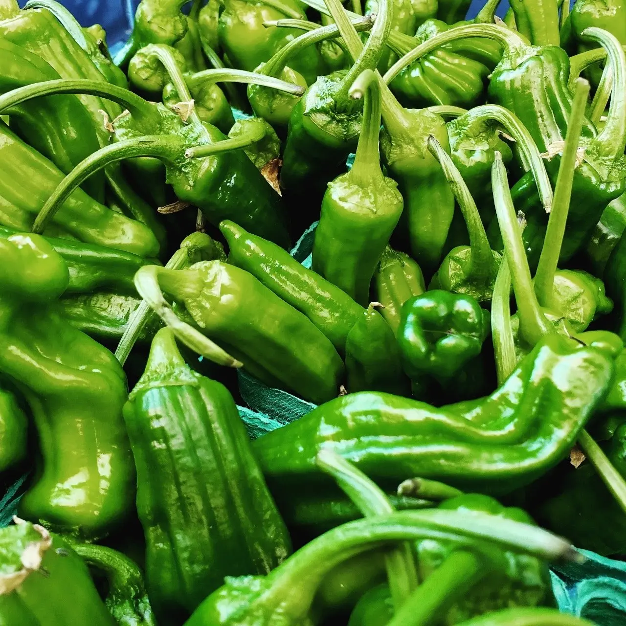 The Best Pepper Varieties for the Northwest