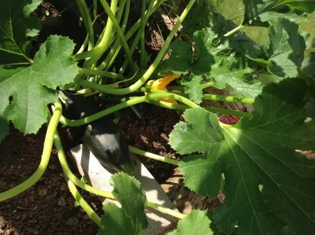 The best productive varieties of bush zucchini