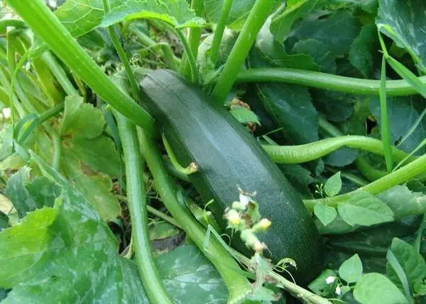 The best productive varieties of bush zucchini