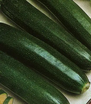 The best productive varieties of bush zucchini