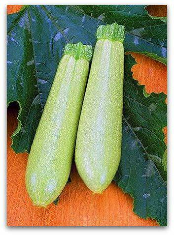 The best productive varieties of bush zucchini