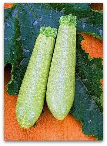 The best productive varieties of bush zucchini