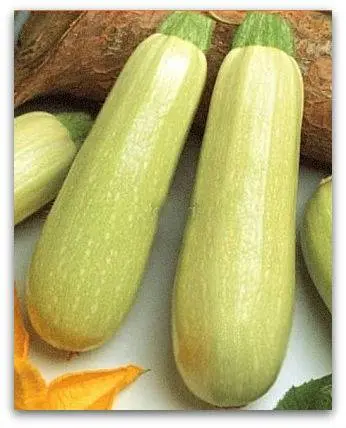 The best productive varieties of bush zucchini