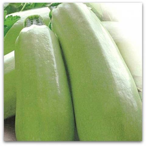 The best productive varieties of bush zucchini