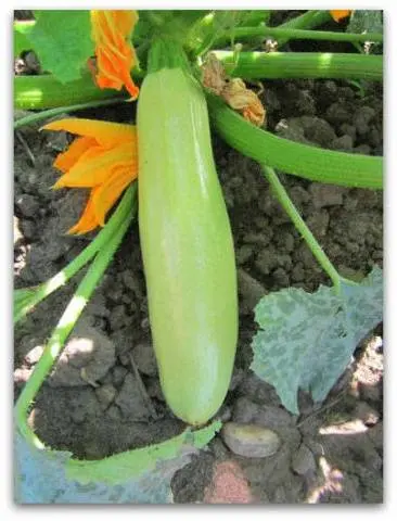 The best productive varieties of bush zucchini