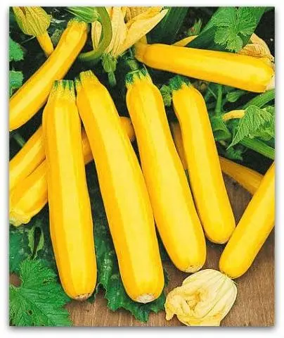 The best productive varieties of bush zucchini