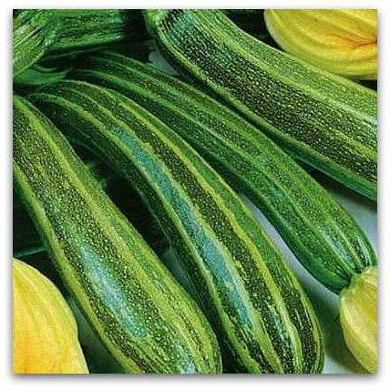 The best productive varieties of bush zucchini