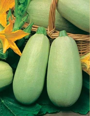 The best productive varieties of bush zucchini