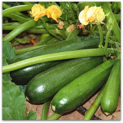 The best productive varieties of bush zucchini