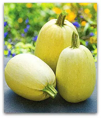 The best productive varieties of bush zucchini