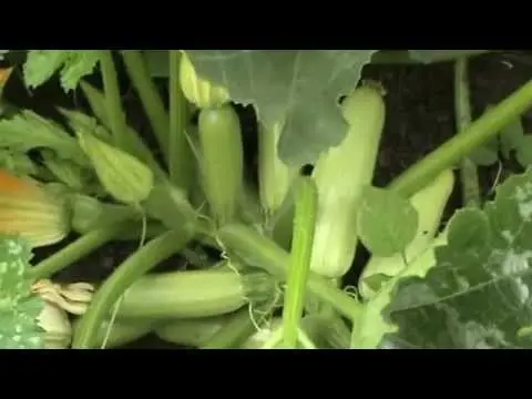 The best productive varieties of bush zucchini